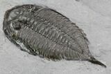 Dalmanites Trilobite Fossil - New York #99020-4